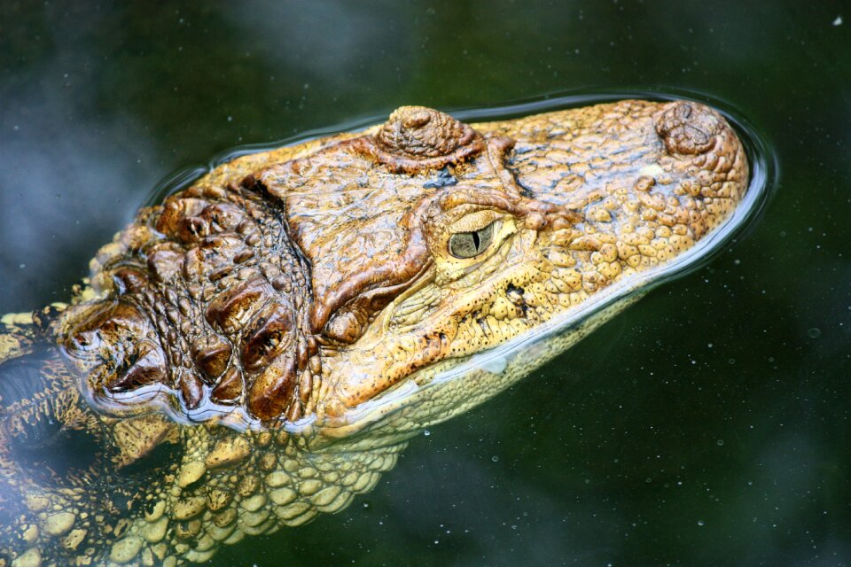 Reptile animal head