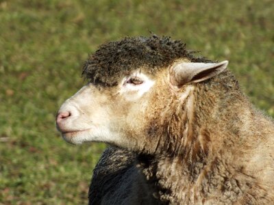 Wool animal agriculture