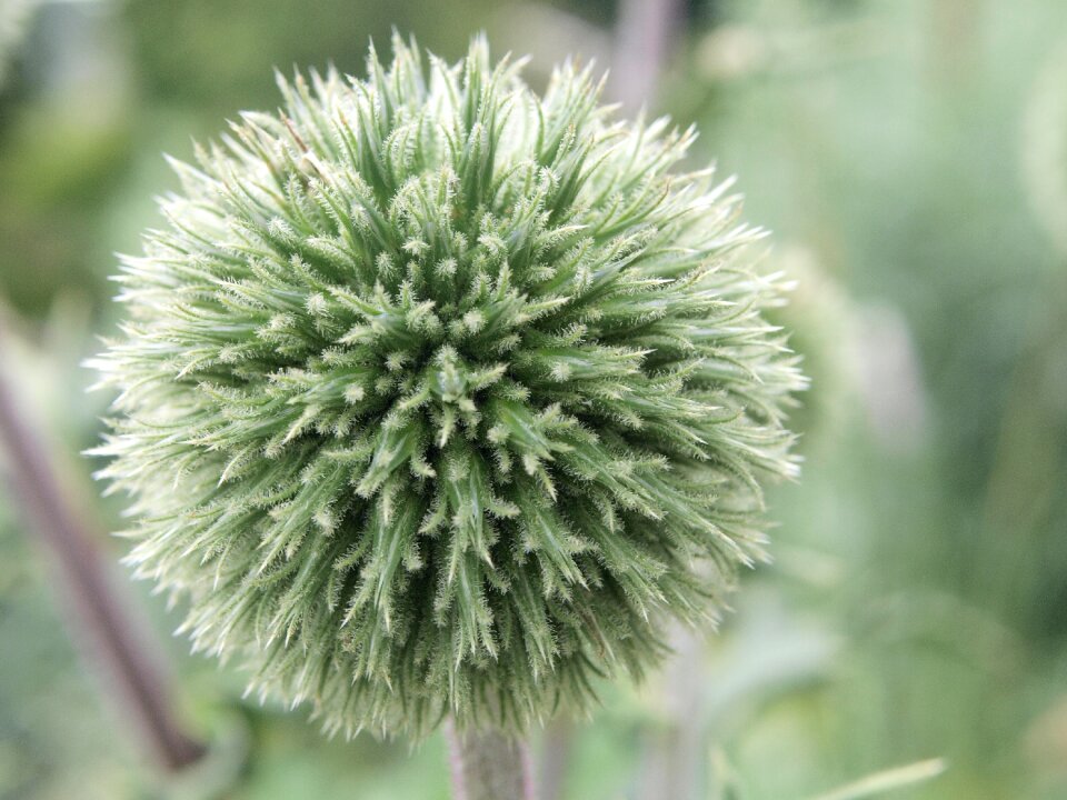 Prickly spiny globose
