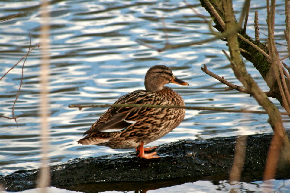 Green plumage water