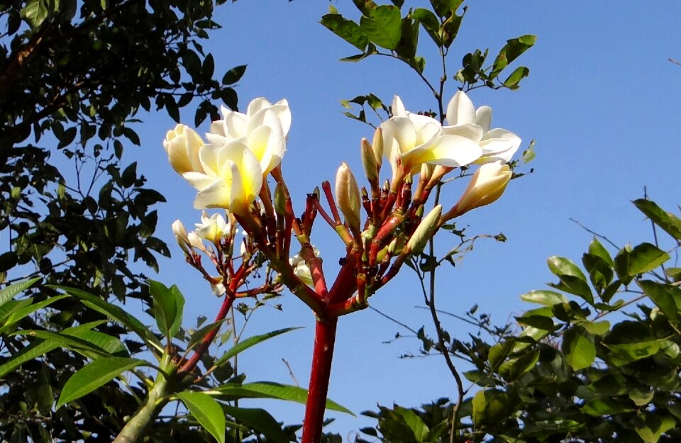 Tropical hubli india
