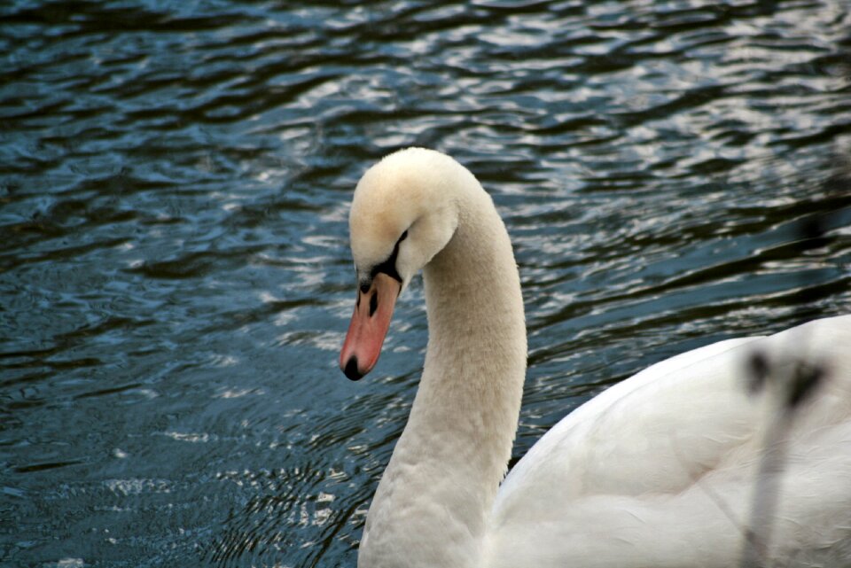 Animal world duck bird swans photo