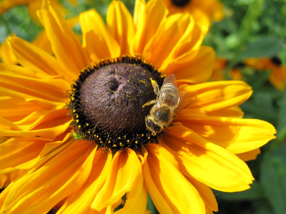 Sunflower bee flower