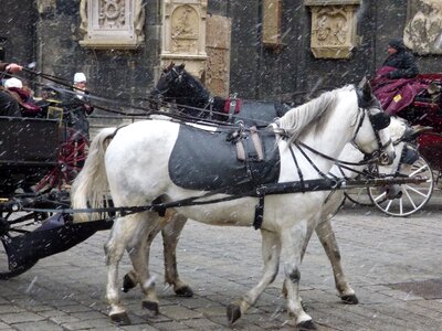 Cab animal white photo