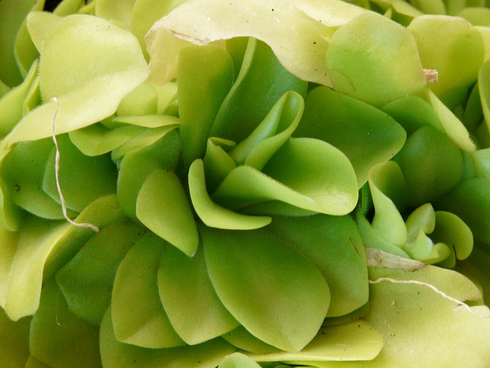 Plant green carnivores