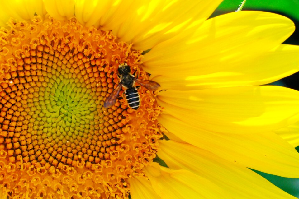 Insect flower pollination
