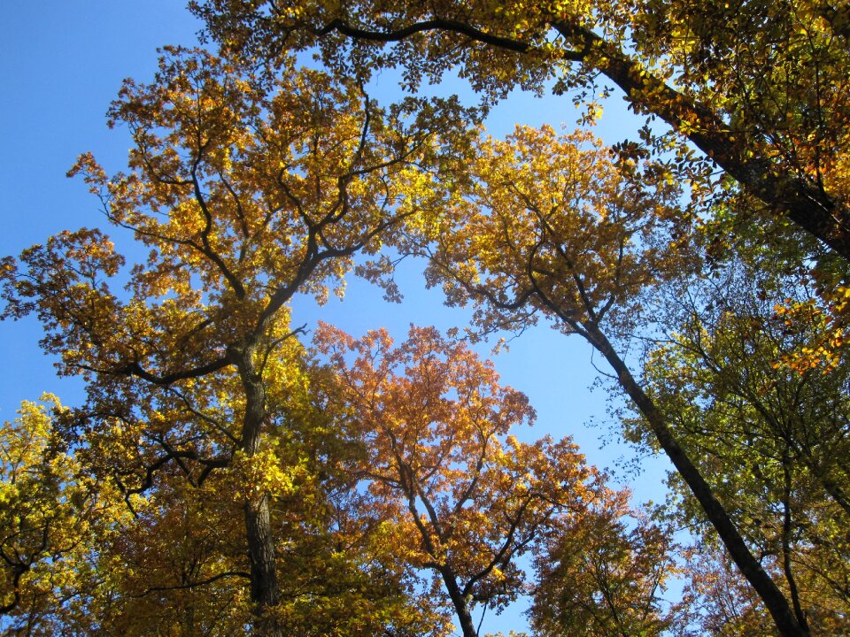 Autumn book forest