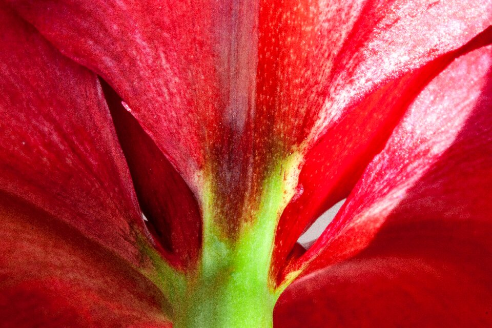 Flower plant botany