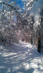 Snow wintry cold photo