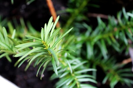 Pine needles needle branch nature