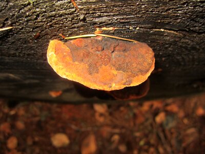 Mushroom autumn agaric