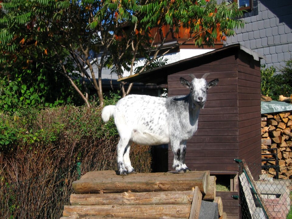 Domestic goat goat animal