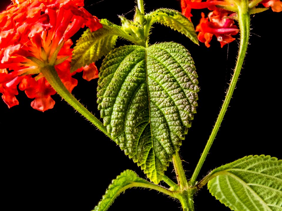 Blossom bloom red