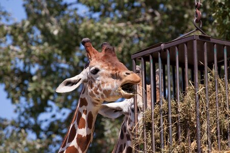 Zoo nature neck