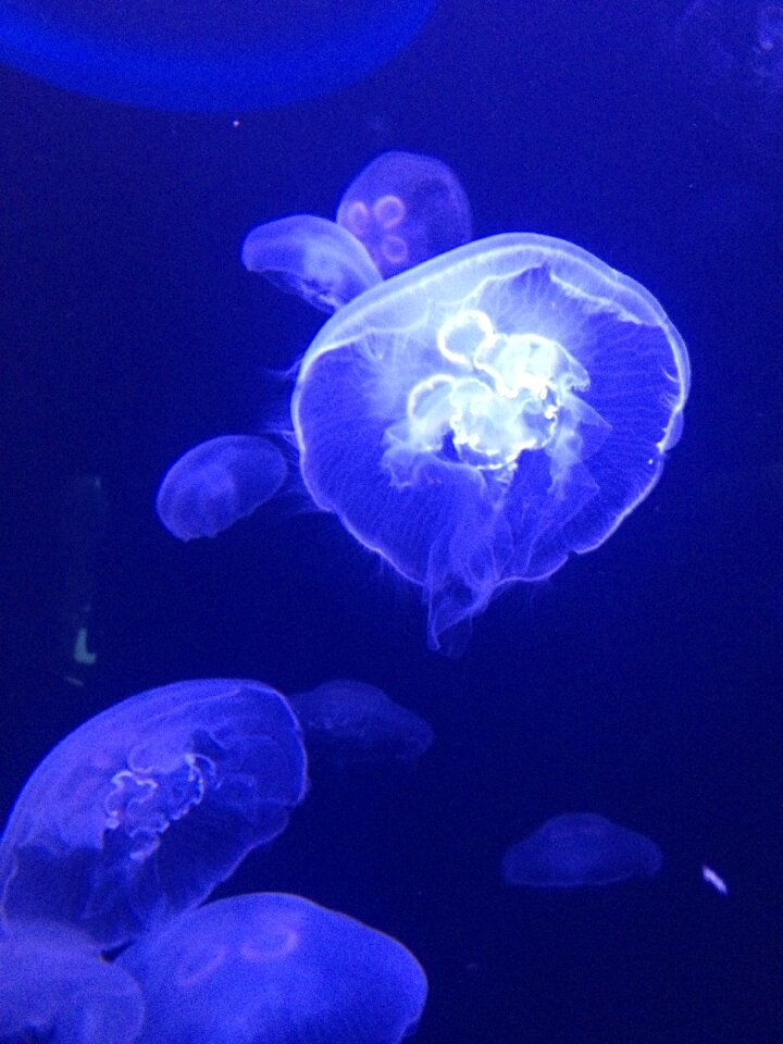 Float creature water