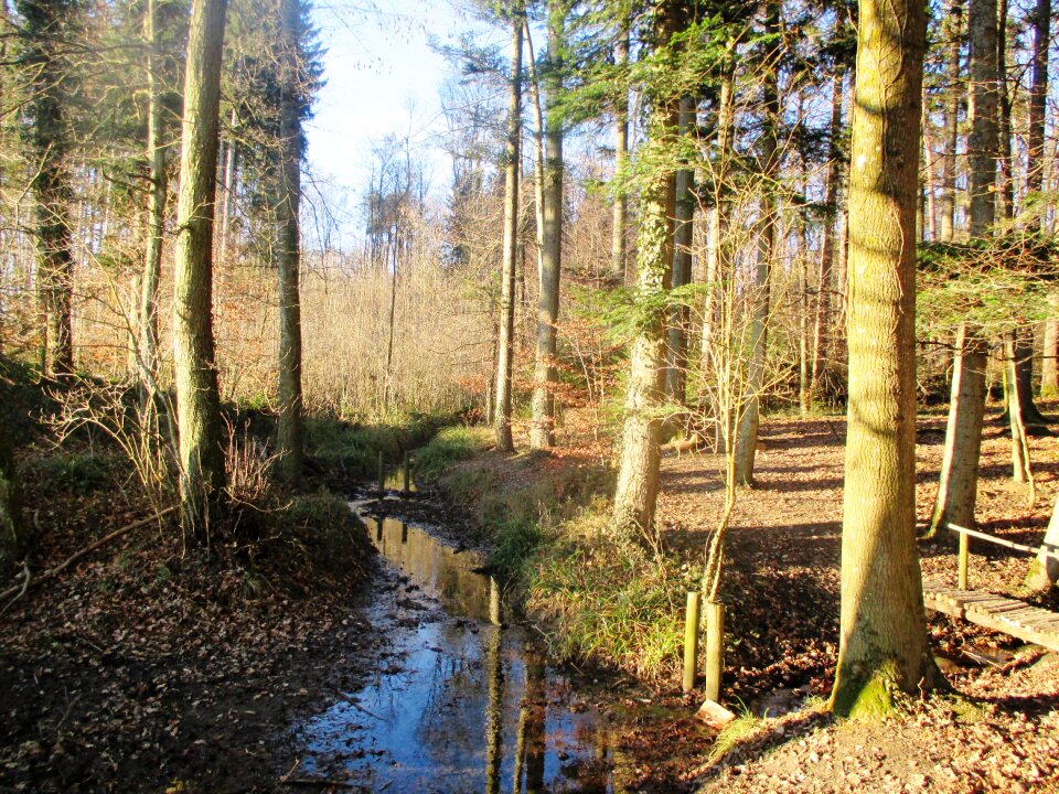 Fairy tale forest atmosphere wood