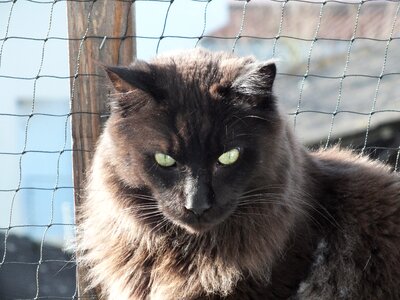 Cat's eyes maine coon domestic cat photo