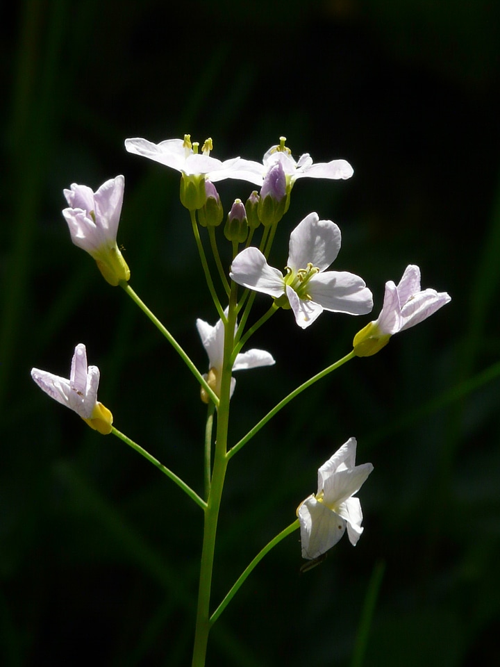 Flowering plant cardamine card amines