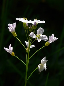 Flowering plant cardamine card amines photo