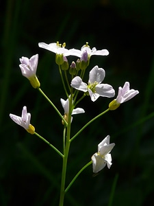 Flowering plant cardamine card amines