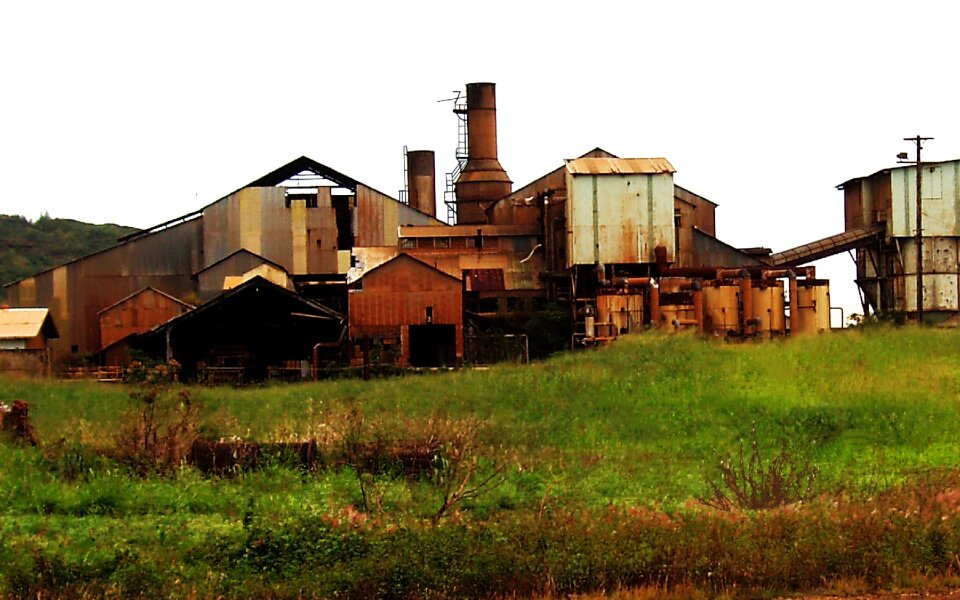 Abandoned sugarcane cane