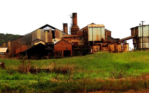 Abandoned sugarcane cane