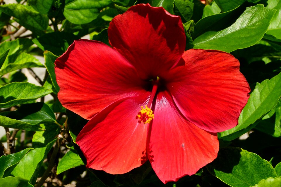 Red close up mexico