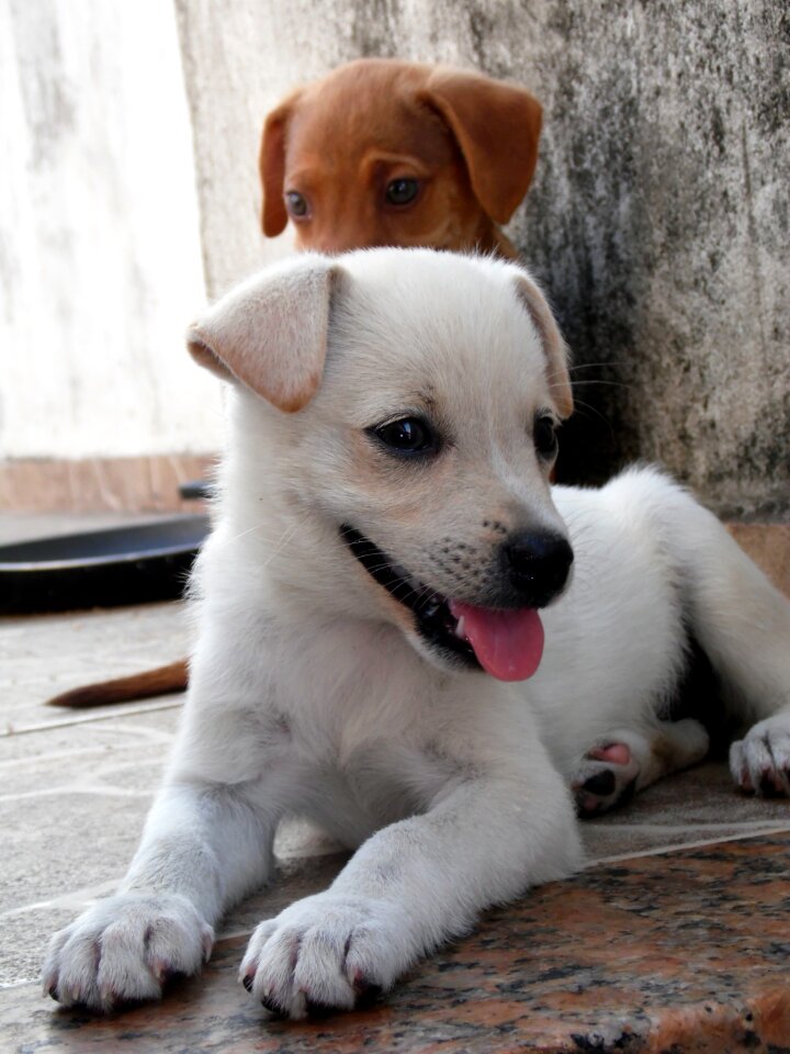 Animal dog puppy photo