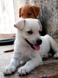 Animal dog puppy