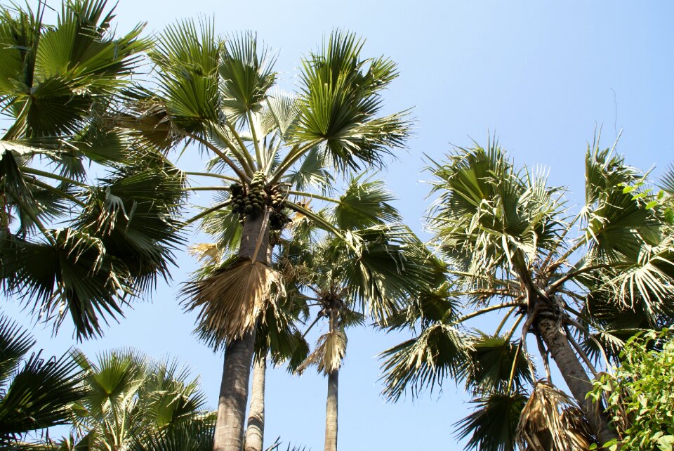 Tropical gambia holiday