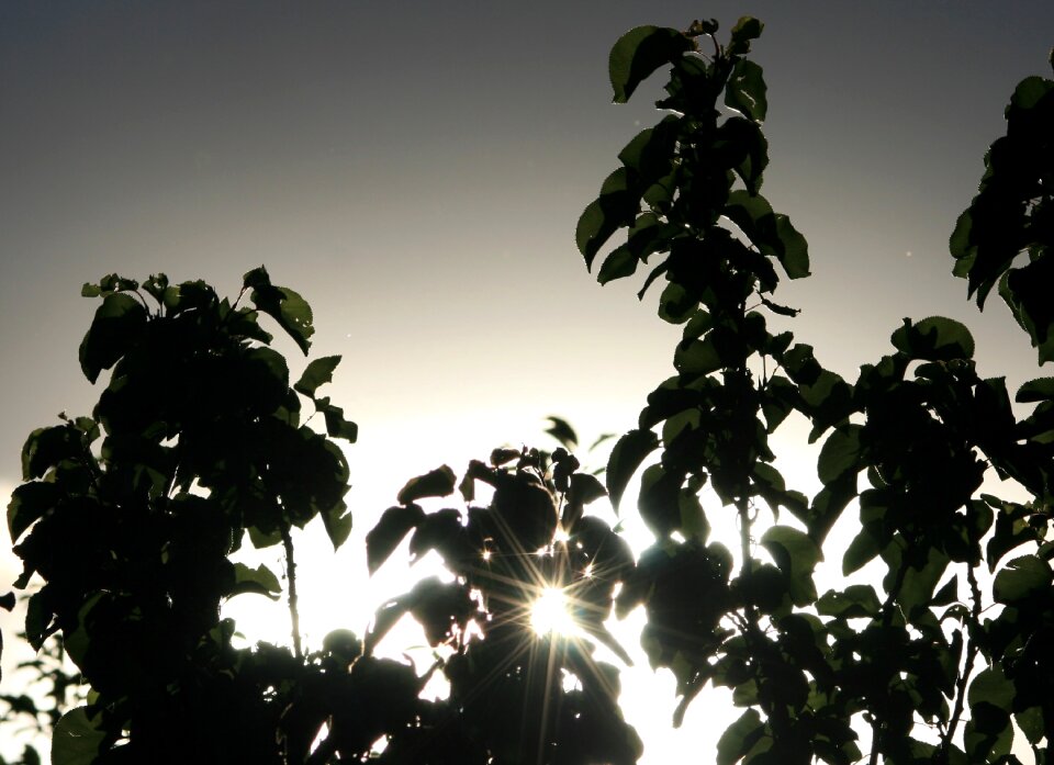 Silhouette sky light photo