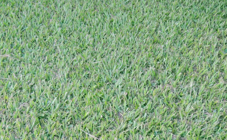 Grass green texture