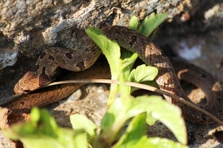 Dangerous poisonous venom photo