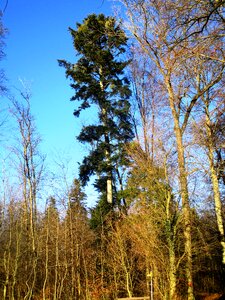Tree atmosphere wood