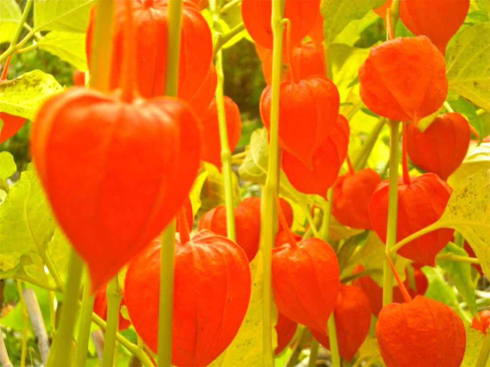 Physalis physalis alkekengi orange