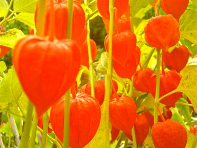 Physalis physalis alkekengi orange