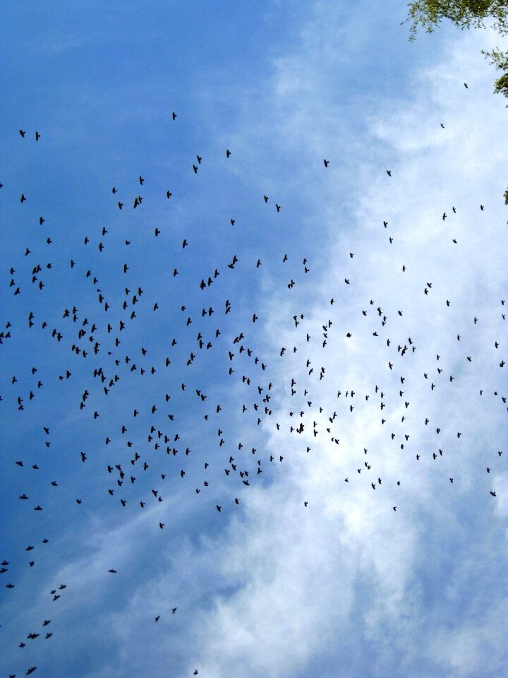 Blue freedom flying