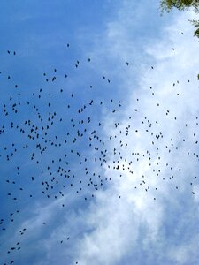 Blue freedom flying