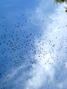 Blue freedom flying photo