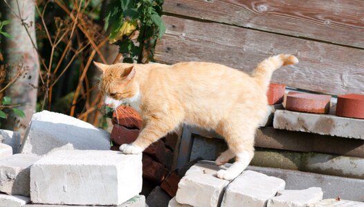 Cat mammal pet