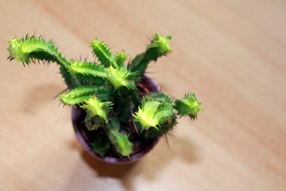 Cactus plant potted plant