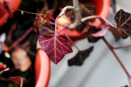 Deep red ivy geranium red