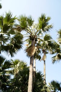 Tropical gambia holiday