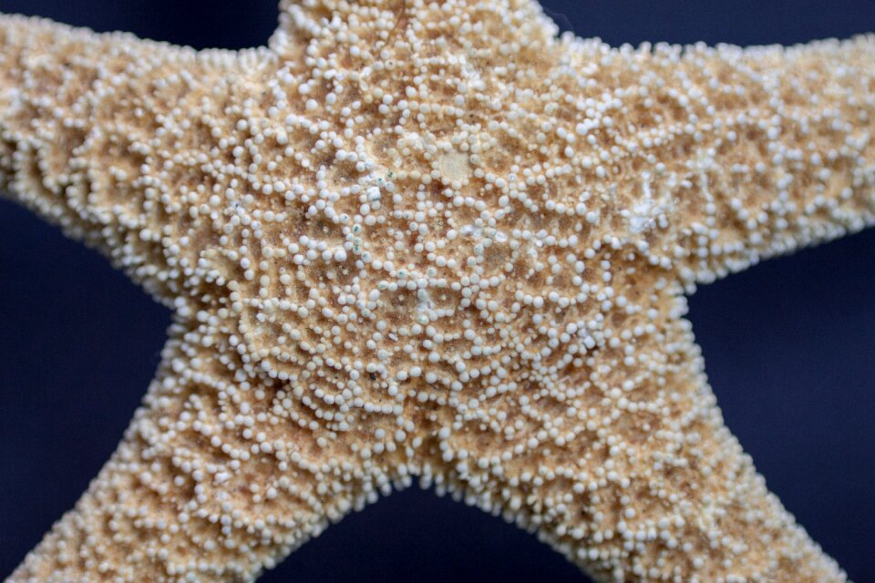 Starfish marine life macro