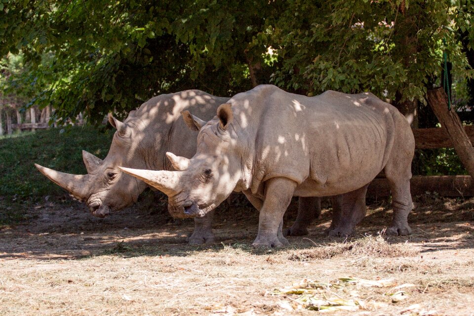 Animal nature park zoo