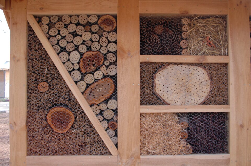 Insect beekeeper beehive