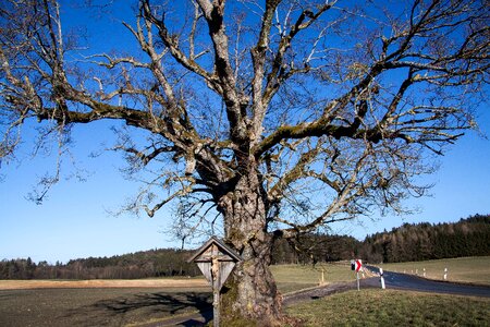 Away forest arable