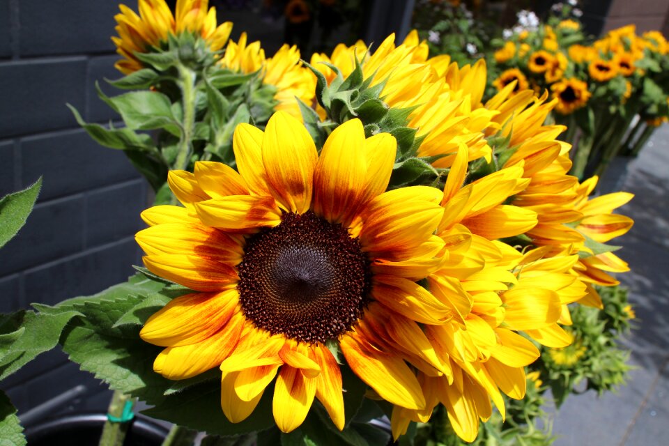 Yellow flora summer