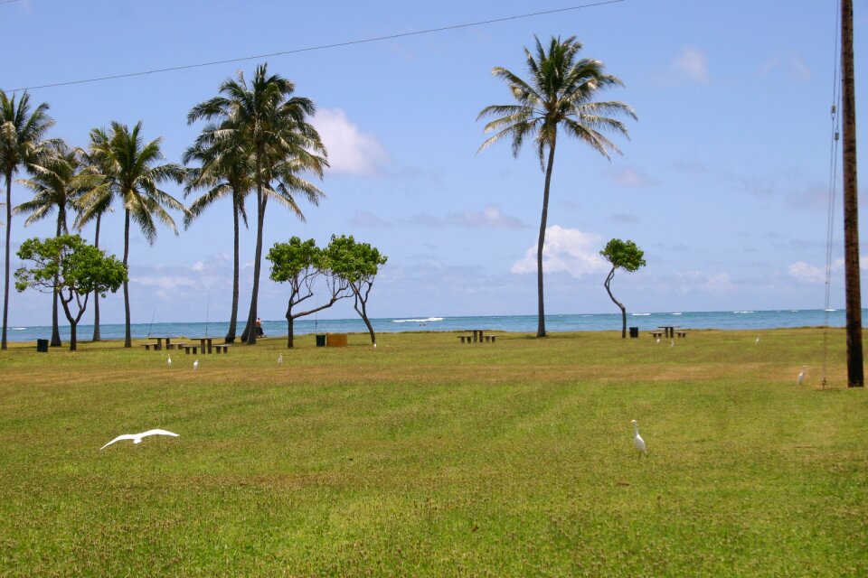 Palm trees sea ocean