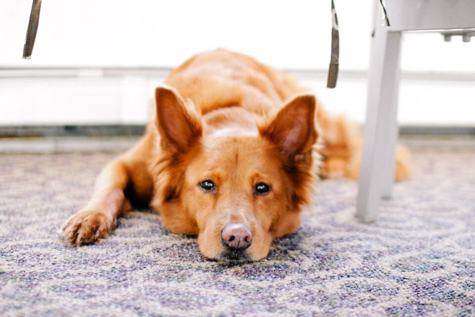 Dog domestic animal tired